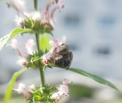 Stelis punctulatissima