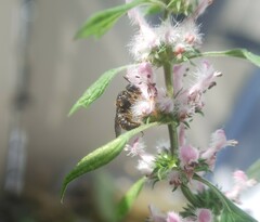 Stelis punctulatissima