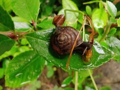 Trochulus striolatus