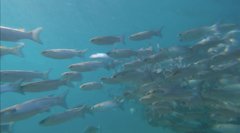 Gracilimugil argenteus