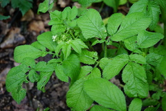 Chaerophyllum aromaticum