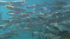 Gracilimugil argenteus