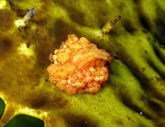 Candelabrum australe