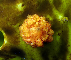 Candelabrum australe