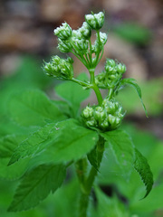 Chaerophyllum aromaticum