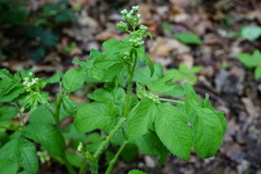 Chaerophyllum aromaticum