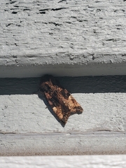 Euplexia