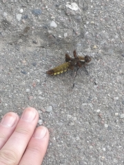 Libellula depressa