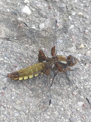 Libellula depressa