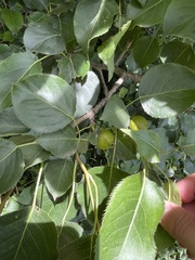 Pyrus ussuriensis