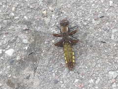 Libellula depressa