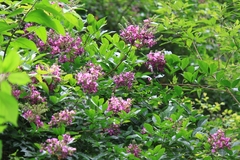 Callerya dielsiana