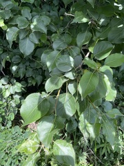 Pyrus ussuriensis