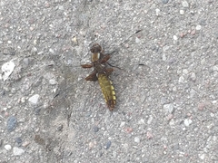 Libellula depressa