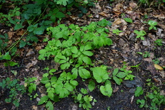 Chaerophyllum aromaticum