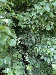 Pyrus ussuriensis