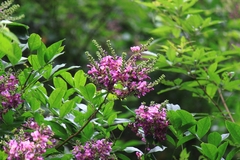 Callerya dielsiana