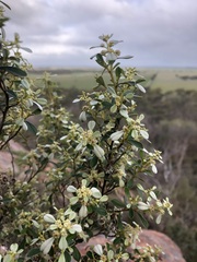 Spyridium spathulatum