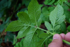 Chaerophyllum aromaticum