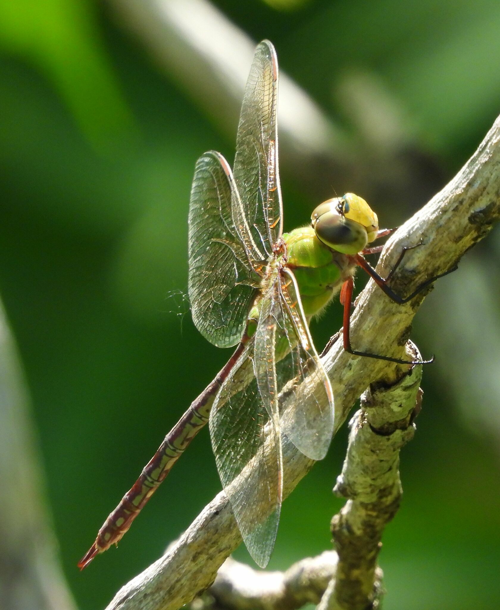 dragonfly macro by awaysick