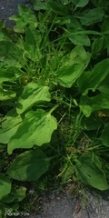 Plantago major