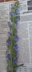 Echium vulgare