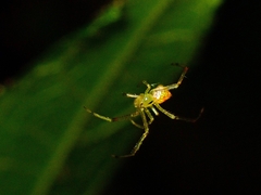 Thwaitesia margaritifera