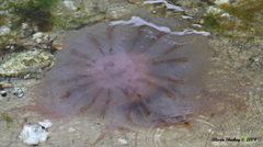 Cyanea versicolor