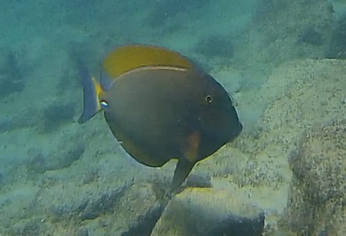 Dussumier's surgeonfish (Acanthurus dussumieri) — Acanthuridae — 3