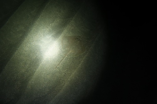 Sandy ray (Leucoraja circularis) — Rajidae — 2