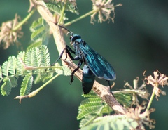Pepsis mexicana