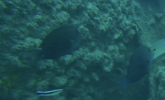 Acanthurus nigrofuscus