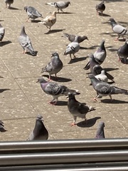 Columba livia domestica