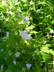 Geranium asiaticum