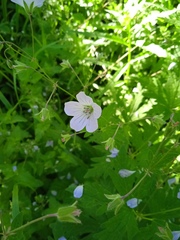 Geranium asiaticum