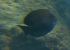 Acanthurus nigrofuscus