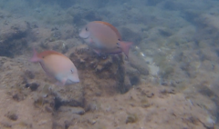 Acanthurus nigrofuscus