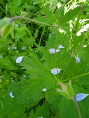 Geranium asiaticum
