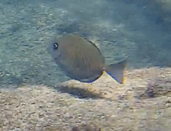 Prionurus microlepidotus