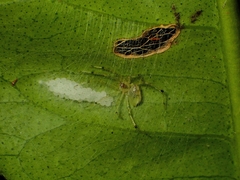 Phycosoma digitula