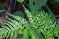 Dryopteris bissetiana