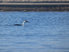 Phalacrocorax varius hypoleucos