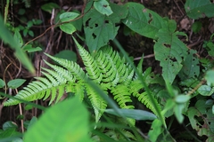 Dryopteris bissetiana