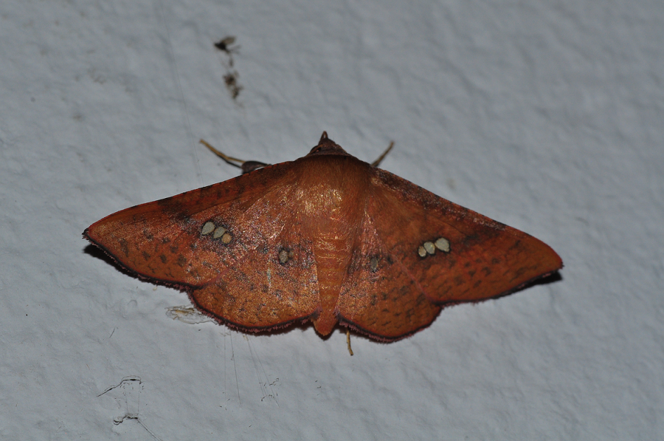 Banisia clathrula