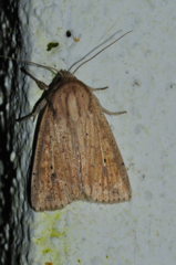 Mythimna infrargyrea
