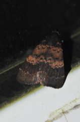 Hydrillodes uliginosalis