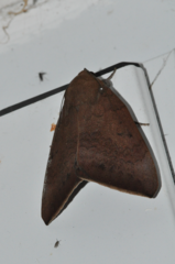 Achaea violaceofascia