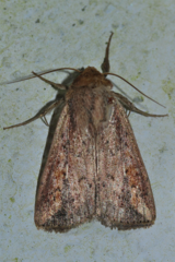 Mythimna infrargyrea