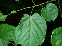 Phytoptus tetratrichus