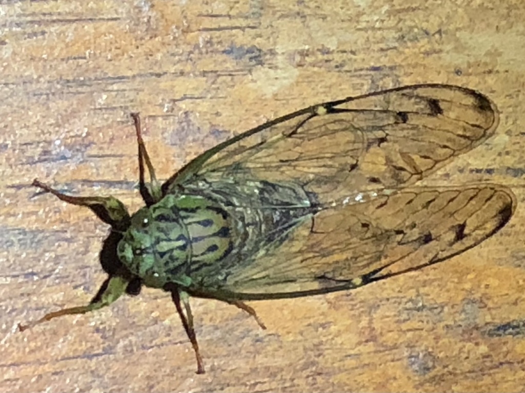 Empanada Painted Cicada